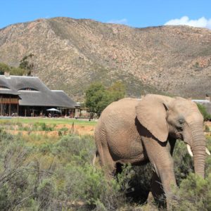 Full-Day Safari Tour