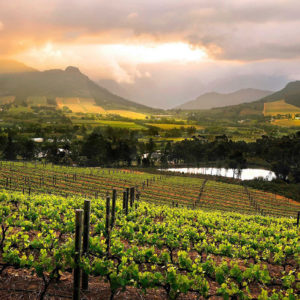 Full-Day Cape Winelands Tour