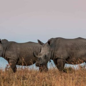 Full-Day Hluhluwe Safari Tour