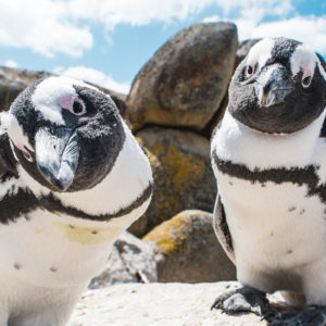 Half-Day Cape Highlights Tour