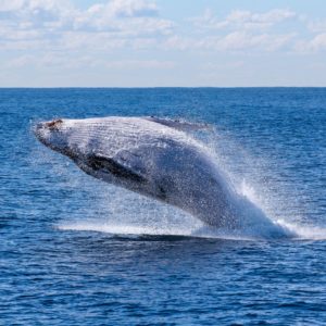 Full-Day Hermanus Tour