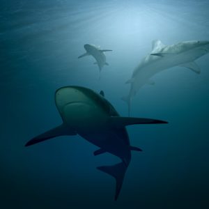 Full-Day Shark Cage Diving